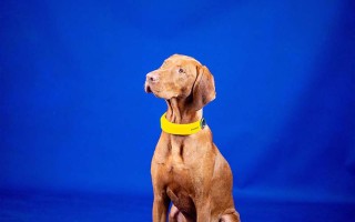 Invoxia Smart Dog Collar