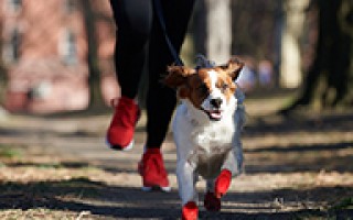 Pawz Dog Boots